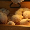 Baby Chicks